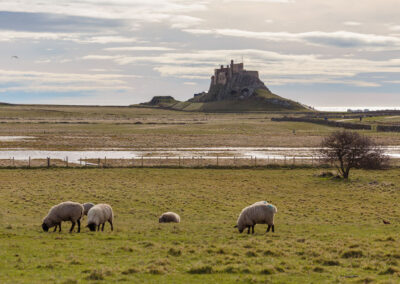 Spotlight on Holy Island